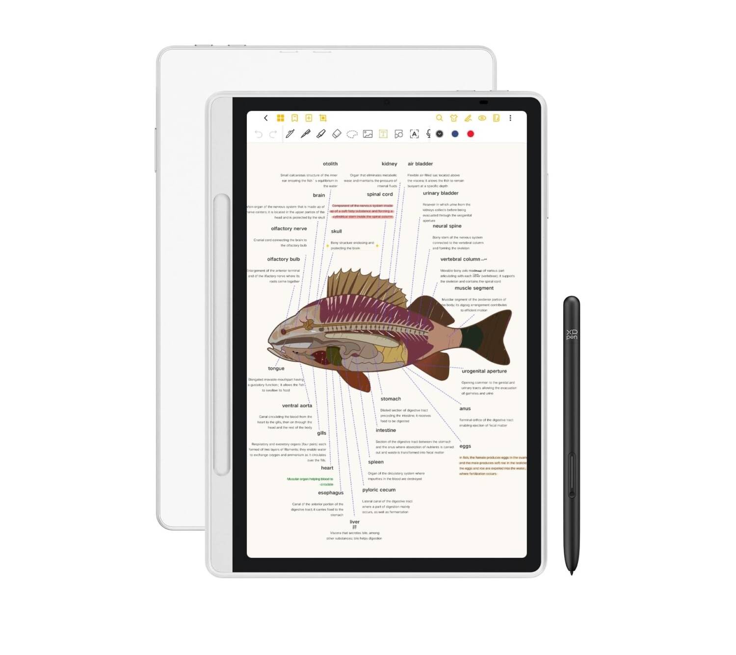 XP-Pen Magic Note Pad 0 تبلت یادداشت هوشمند ایکس پی پن مدل XP-Pen Magic Note Pad